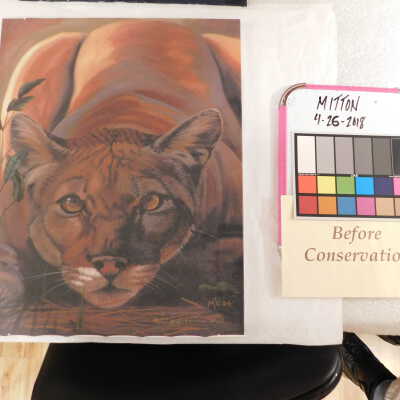 Unframed crouching puma