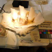          Shell picture number 12
