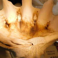          Shell picture number 14
