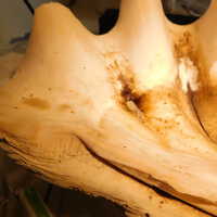          Shell picture number 15
