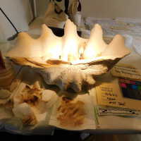          Shell picture number 16
