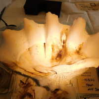          Shell picture number 17
