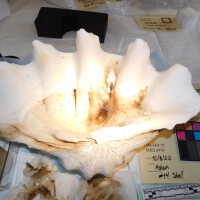          Shell picture number 18
