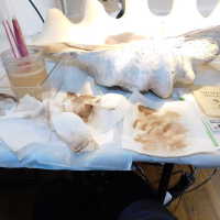          Shell picture number 19
