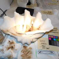          Shell picture number 20
