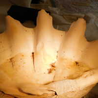          Shell picture number 21
