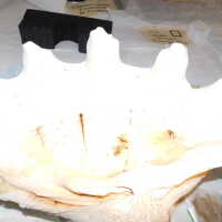          Shell picture number 22
