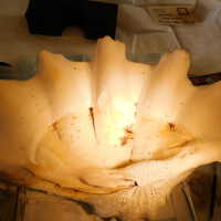          Shell picture number 23
