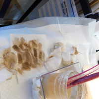          Shell picture number 24
