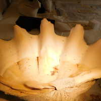         Shell picture number 25

