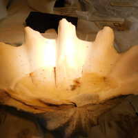          Shell picture number 27
