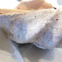         Shell picture number 28
