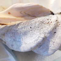          Shell picture number 29
