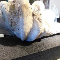          Shell picture number 30
