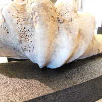          Shell picture number 31
