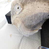          Shell picture number 32
