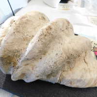          Shell picture number 33
