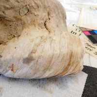          Shell picture number 34
