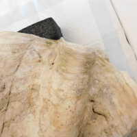          Shell picture number 35

