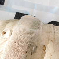          Shell picture number 36
