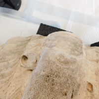          Shell picture number 37
