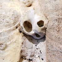          Shell picture number 38
