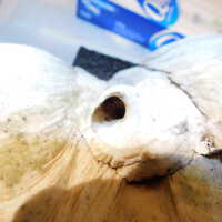          Shell picture number 39
