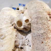          Shell picture number 40
