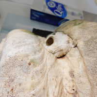          Shell picture number 42

