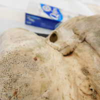          Shell picture number 43
