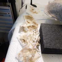          Shell picture number 45

