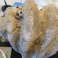          Shell picture number 46
