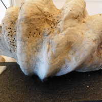          Shell picture number 47
