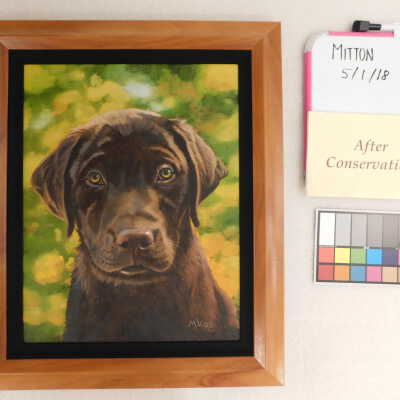 Chocolate Lab