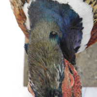          Taxidermy pheasant picture number 11
