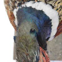          Taxidermy pheasant picture number 12
