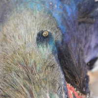          Taxidermy pheasant picture number 13

