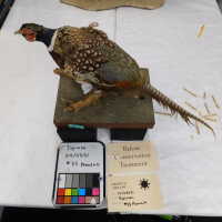          Taxidermy pheasant picture number 16
