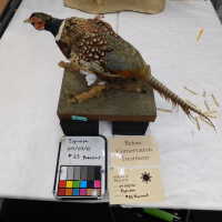          Taxidermy pheasant picture number 17
