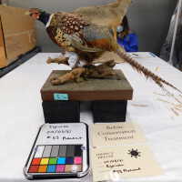          Taxidermy pheasant picture number 18
