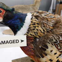          Taxidermy pheasant picture number 20
