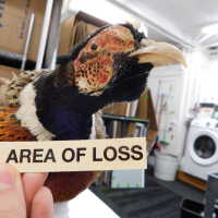          Taxidermy pheasant picture number 22
