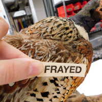          Taxidermy pheasant picture number 23
