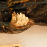          Santos Figure picture number 50
