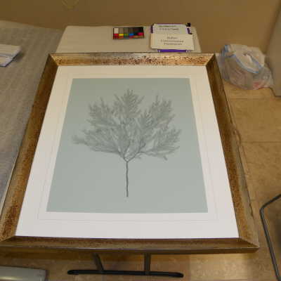 Tree illustration
