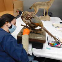          Taxidermy pheasant picture number 38
