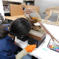          Taxidermy pheasant picture number 40
