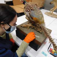          Taxidermy pheasant picture number 41

