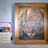          Crouched puma picture number 15
