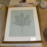          Tree illustration picture number 6
